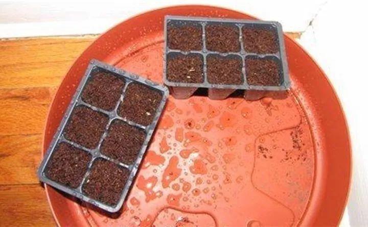 树上长鸡蛋? 一株结果30个, 邻居都来要种子!