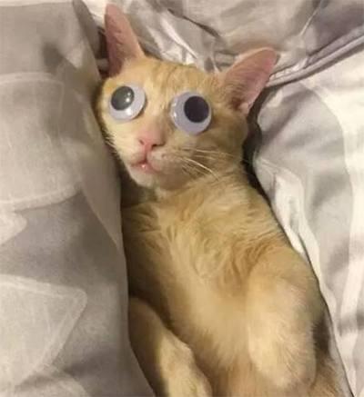 橘猫眼睛太小被嫌弃, 主人帮它装了一双大眼睛, 这画风太辣眼睛!