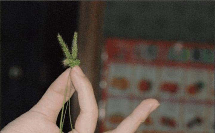 狗尾巴草的兔子, 红薯叶的项链, 这是属于童年的记忆!