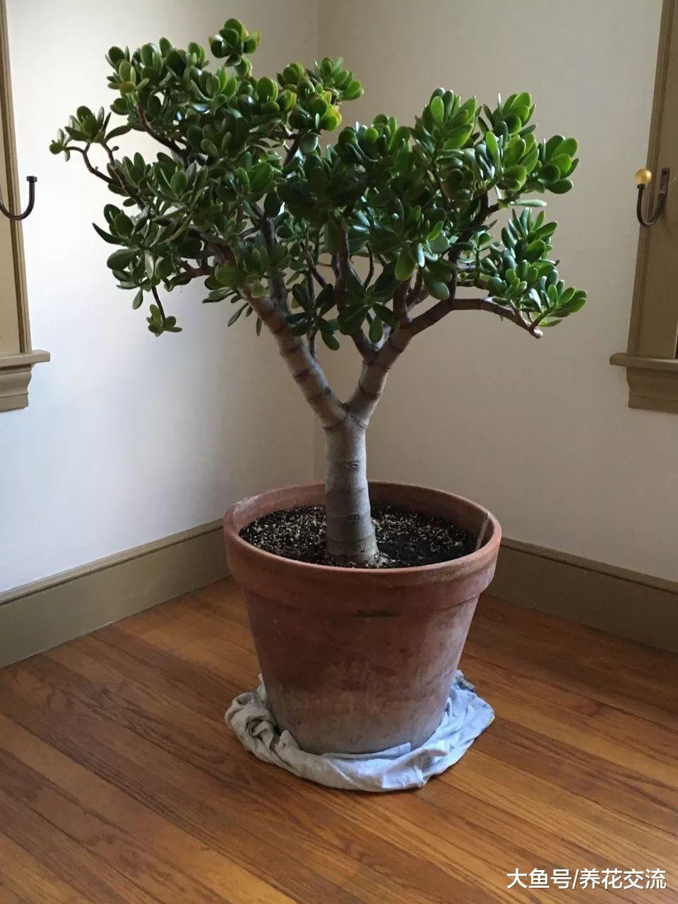 玉树也能不断开出满枝的白色花朵, 扦插繁殖新手也能掌握