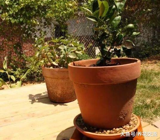 6种可以在阳台上快速生长的盆栽水果