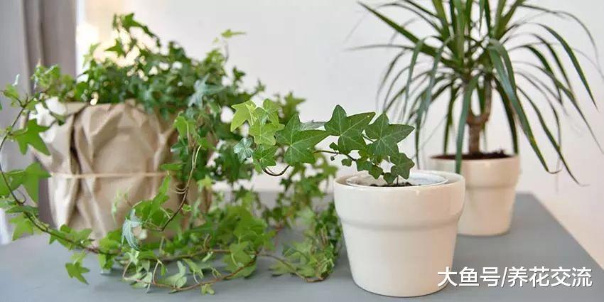 ?净化空气异常优秀的十种植物, 可以很好改善室内的空气质量