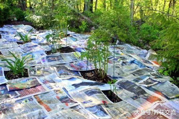 废弃的旧报纸铺在土面上有这么多好处, 让土壤肥沃、没杂草