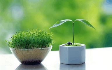 “懒人”养花有福利了, 这5种花, 浇水越“少”越茂盛!