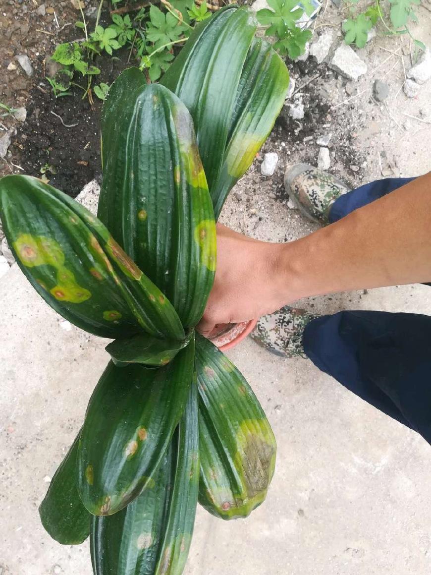 养花要舍得, 6种花就要“割韭菜”, 割1茬3周冒新芽, 越旺、越密