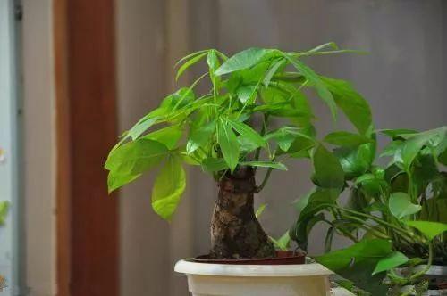 养花多年老司机说, 植物的这15个表现一定要及时处理!