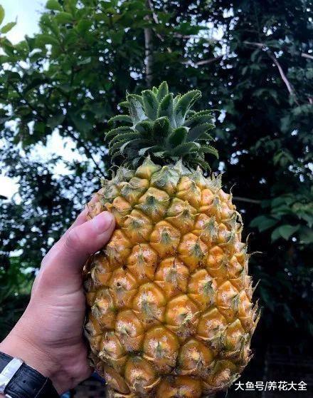 在家种菠萝, 做到这几点, 长出的果实又大又甜!