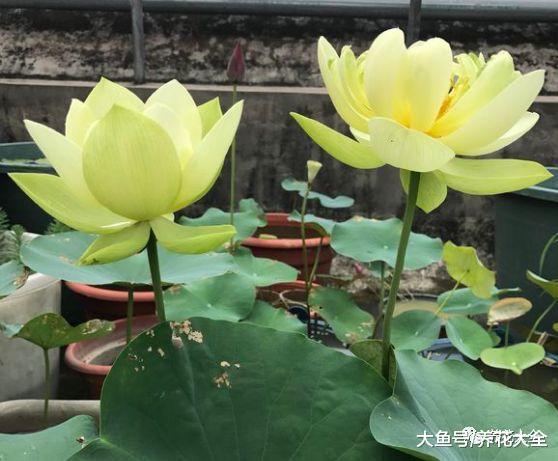 天热就在家养盆莲花, 不用出门都有花赏!