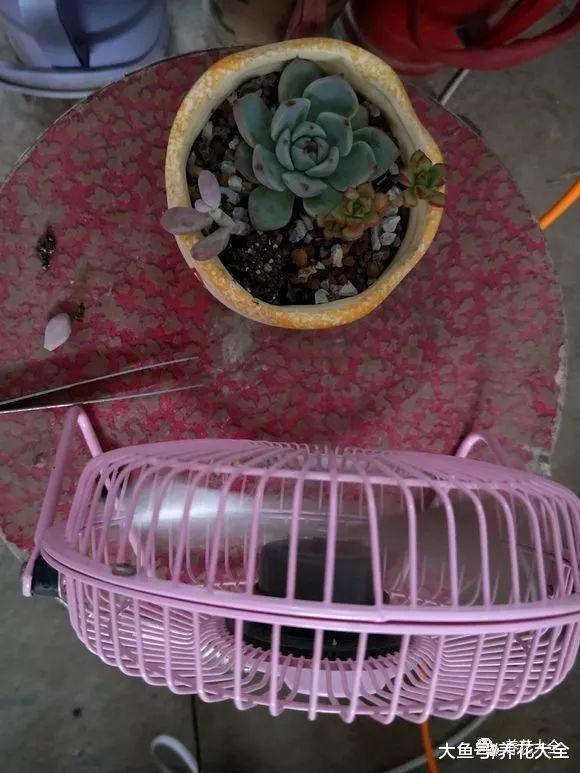 不想你的多肉挂掉, 那就避开这几点, 让它安全度夏!