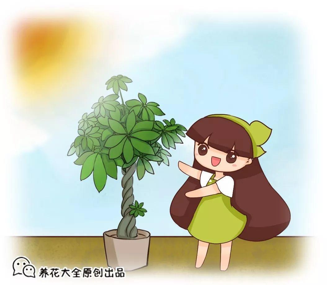 琴叶榕叶子哗哗掉? 那是光照不够, 再不转移就只剩盆了!