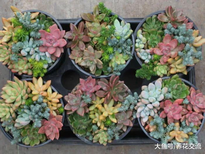 新手养护多肉植物时要注意八个事项, 把多肉养得粗壮