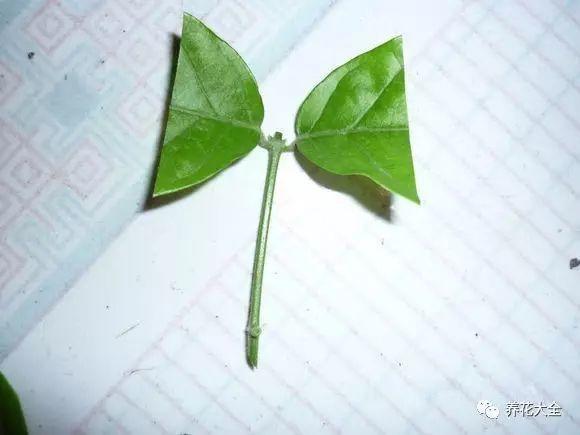 这花才好养, 掐根枝沾点水, 大白根蹭蹭长!