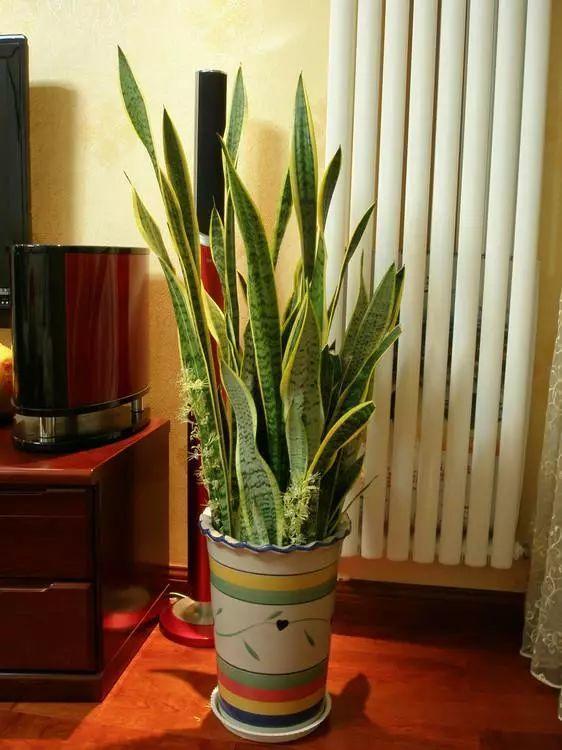 家里的这5盆花, 吸害又驱虫, 养多少盆都嫌少!