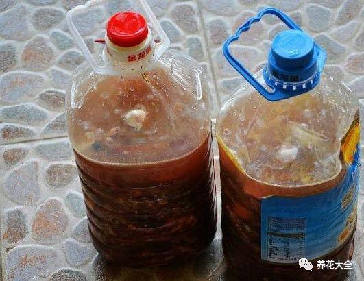 给花喝口酸甜水, 砰砰冒花苞, 比施肥还管用!