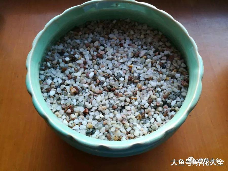 绿萝养不好? 那就换种方法, 长到花盆装不下!