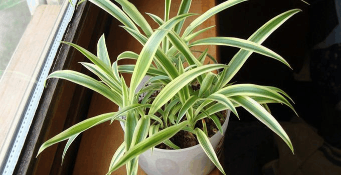 柚子吃完“皮”留下, 发酵成水来喂花, 养啥都能旺!