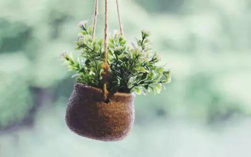 室内养殖植物注意到这些地方, 植物常绿不招虫、不黄叶!