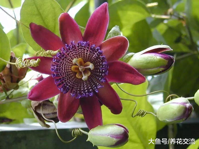 在阳台上也能种出花朵靓丽的西番莲, 有独特的花和美味的果子