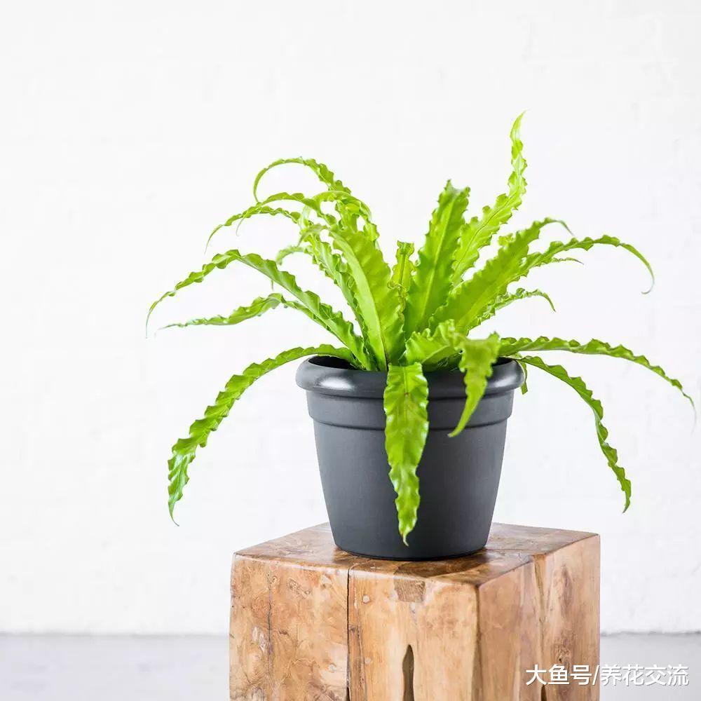 这10种室内植物可以很好改善空气质量, 也容易养活
