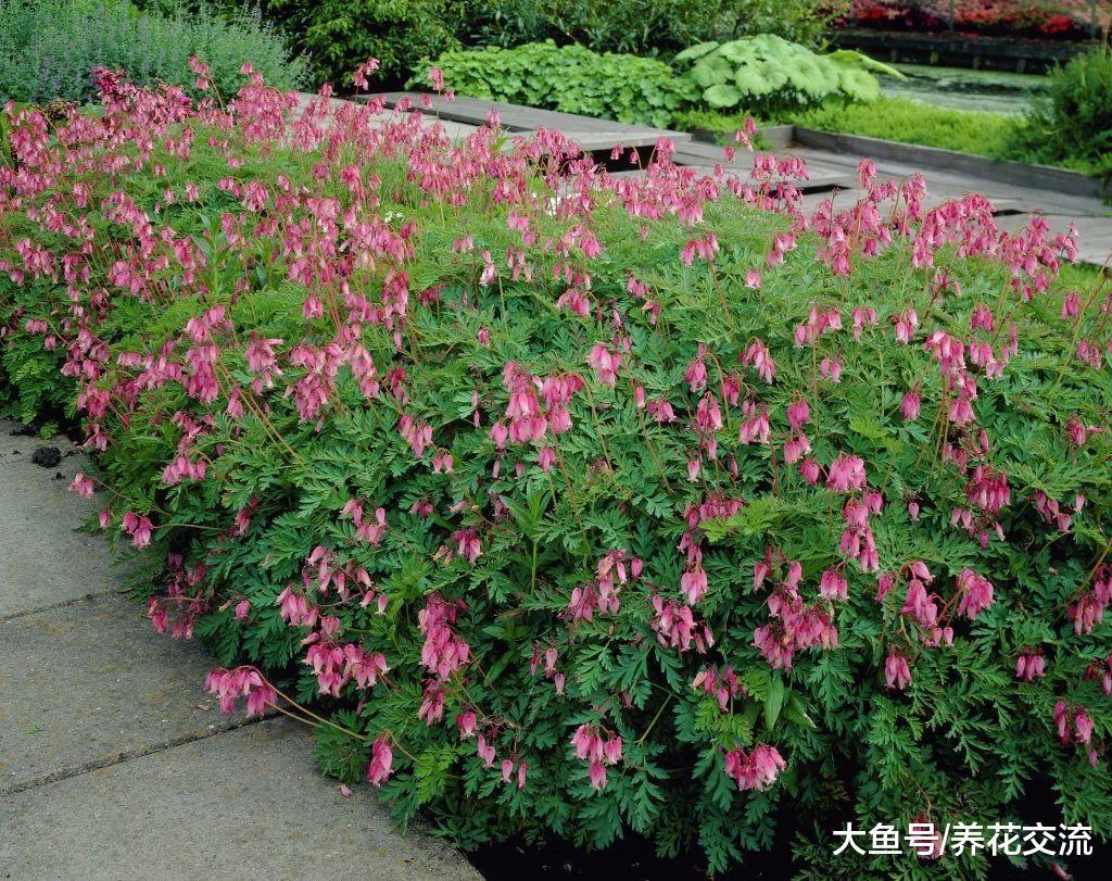 八种能在树荫下开花灿烂、生长旺盛的植物, 新手也能种出一片花园