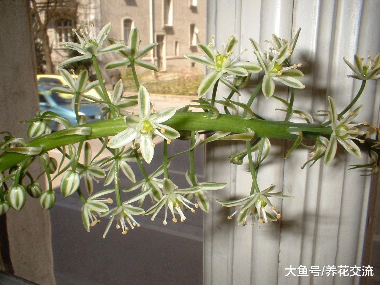 容易被误认为是大蒜的海葱盆栽, 养在窗台边还能开精致的花朵