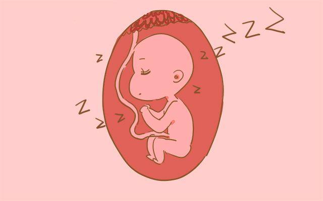 为什么胎儿总是夜里胎动? 答案很有趣
