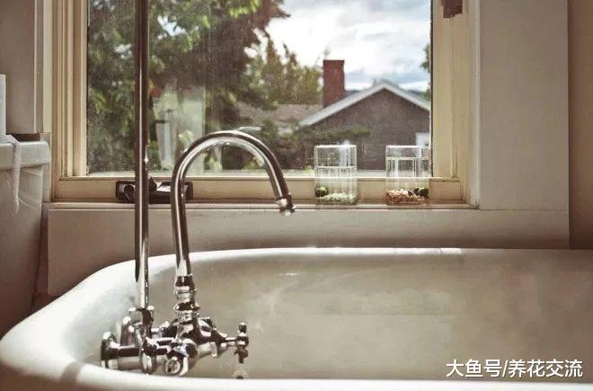 在家里让人喜爱的海藻球宠物植物, 只需要一点清水就能存活