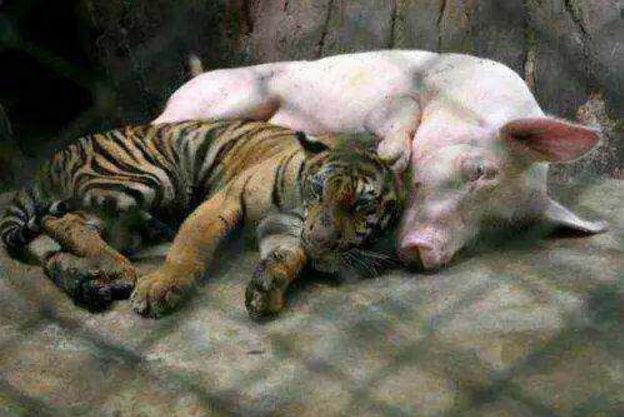 老虎从小被母猪喂养, 几个月后把母猪和老虎分开, 饲养员感到无奈