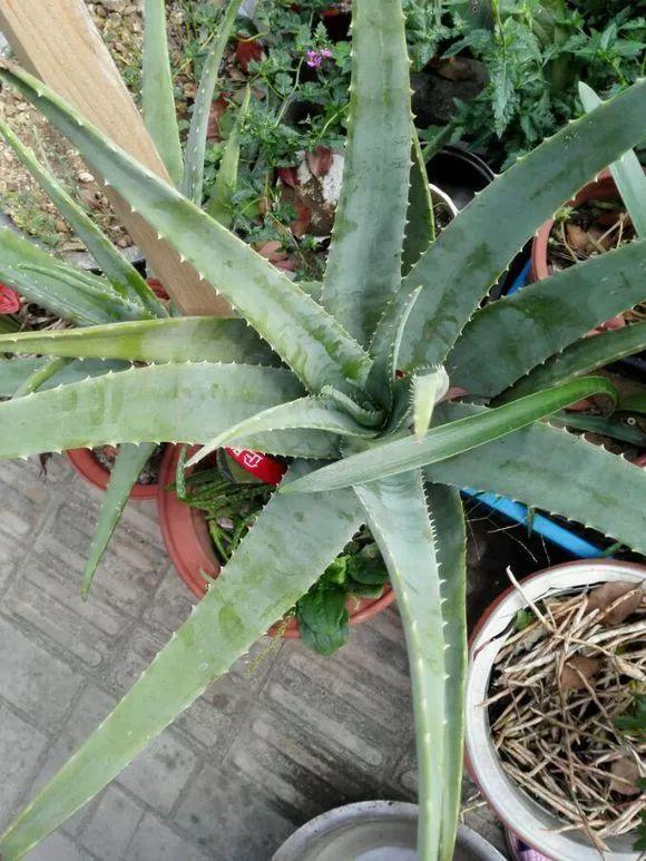 给花用点黄豆肥, 芦荟也能养开花, 红艳艳的一串挂枝头!