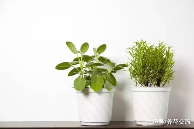 养护盆栽植物的9个主要的技巧, 新手就不要错过了