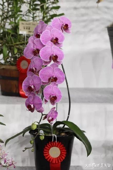 普通的花在他们手里, 变成了各种造型, 果然艺术是无价的!