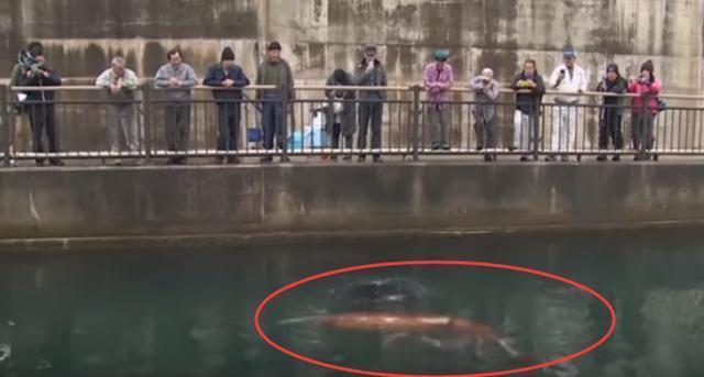 人们海边散步发现巨型红色生物, 男子潜水看清后乐开了花