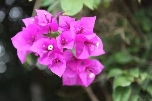 三角梅落叶, 掉花离不开这些原因! 这样处理才能开花长久叶片长绿!