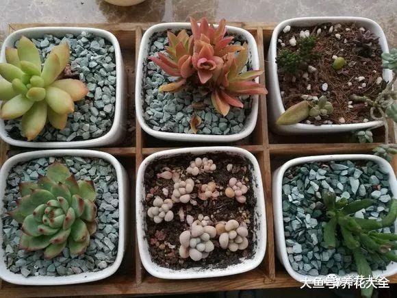 夏天养多肉的9个雷区, 这样全避开, 多肉养的胖嘟嘟