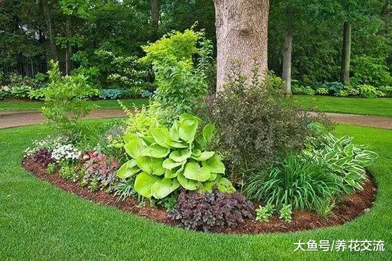 这些花卉都很适合养在树荫下, 能够长成特别灿烂的花坛