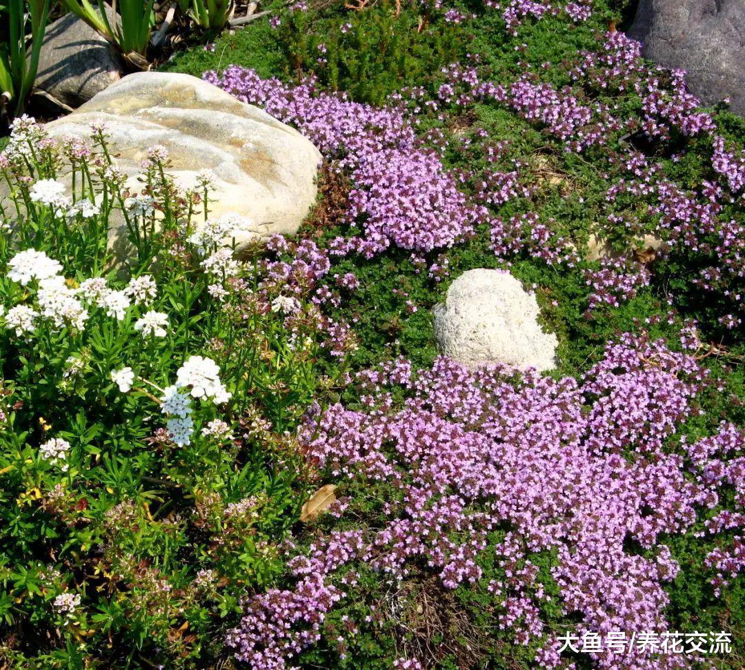 种在石板路旁边随便践踏也不会死的铺地百里香, 还有地毯般的花朵