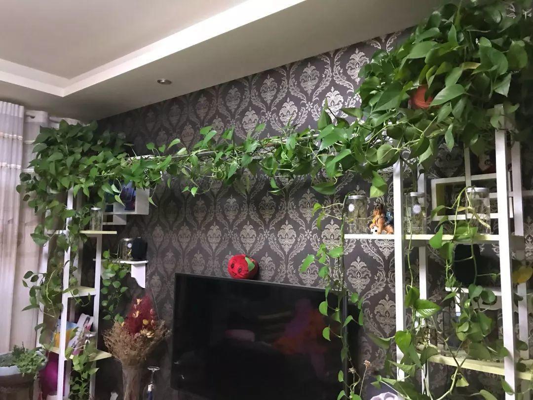 绿萝被风一吹, 不是黄叶就是烂根, 戴个“帽子”连药都省了!