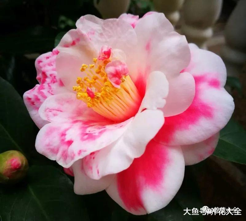 这9种花, 单瓣变双瓣, 瞬间美的像天仙!