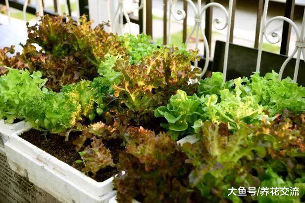 在阳台上不断有蔬菜采摘, 可以用花盆种上这9种盆栽蔬菜