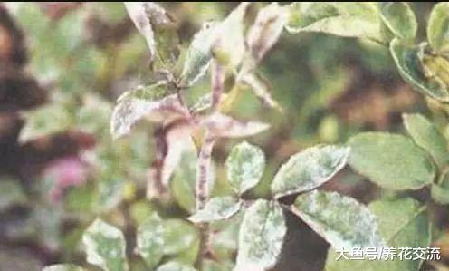 养护月季花夏季最容易出现的七个病虫害, 新手要这么解决这些难题