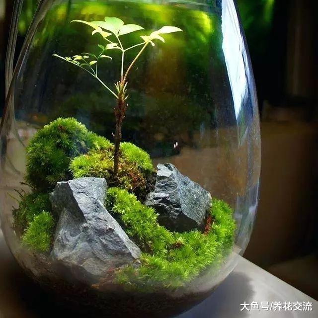 制作苔藓植物景观需要讲究的小技巧, 让苔藓和玻璃瓶完美结合