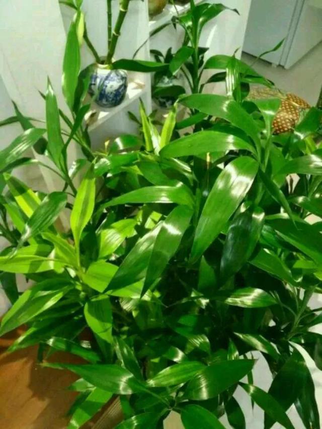 富贵竹、绿萝黄叶? 喂1片“补血药”, 30天绿叶蹭蹭长不停