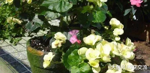 阴凉的院子里适合种这7种开花植物, 一点点散射光就能孕育花朵