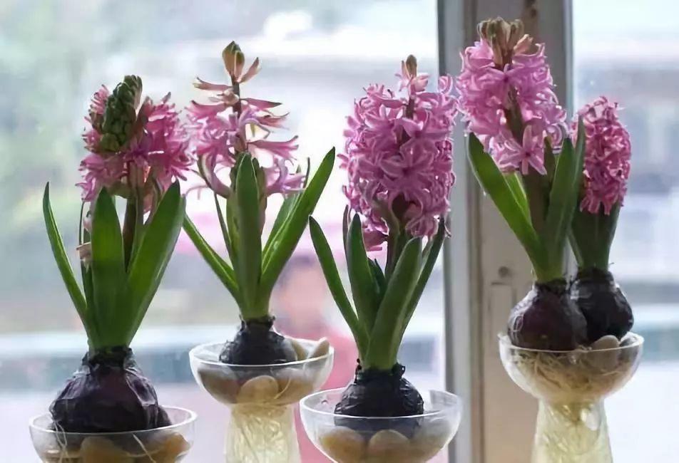 这5种花最好养, 冬天扔水里就活, 越冷越长个!