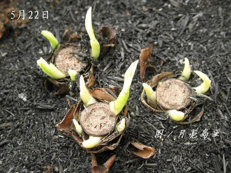 吊兰叶子全砍光, 一夜冒出15个芽, 1个月就爆盆!