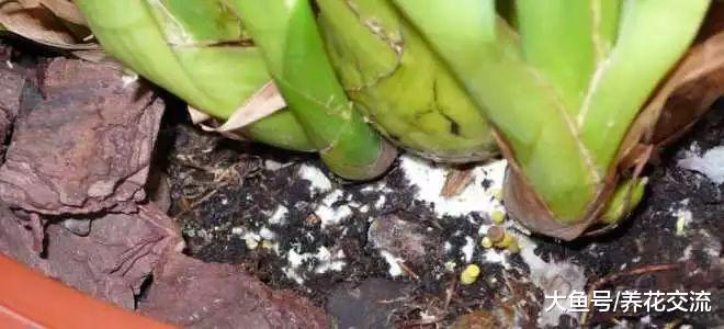 养家里的盆栽植物长霉菌怎么办, 是什么原因引起的?