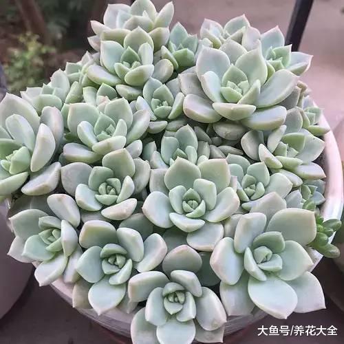 这些多肉要小心, 一个步骤做错, 就只剩下盆了! 白牡丹度夏小妙招, 学会这几点, 不烂根不掉叶!