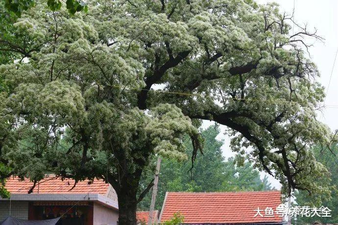 月季不开花? 那是你没这儿样做, 不然就能爬满枝头!