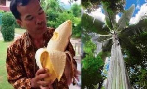 她天天吃香蕉, 15天后身体出现了惊喜的改变