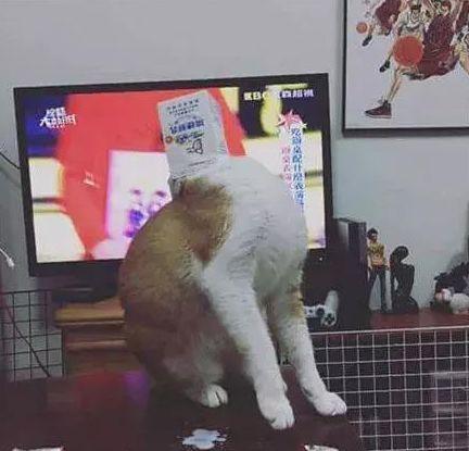 猫咪偷喝牛奶结果头被牛奶盒卡住, 化身汪峰老师“一起摇摆”!